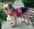 Cool Mesh Dog Harness with Leash